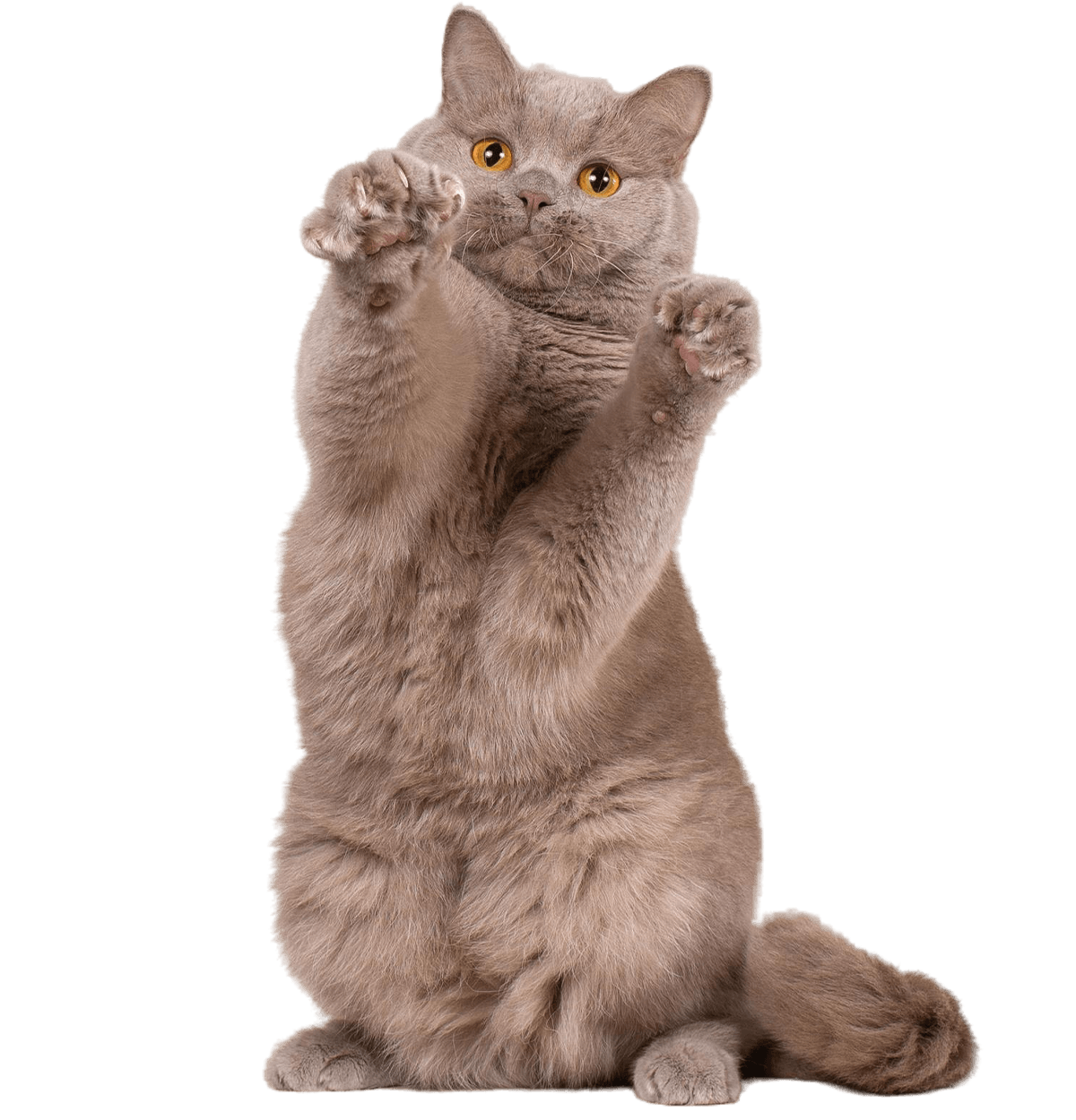 british shorthair fawn lilac cat beige studio background