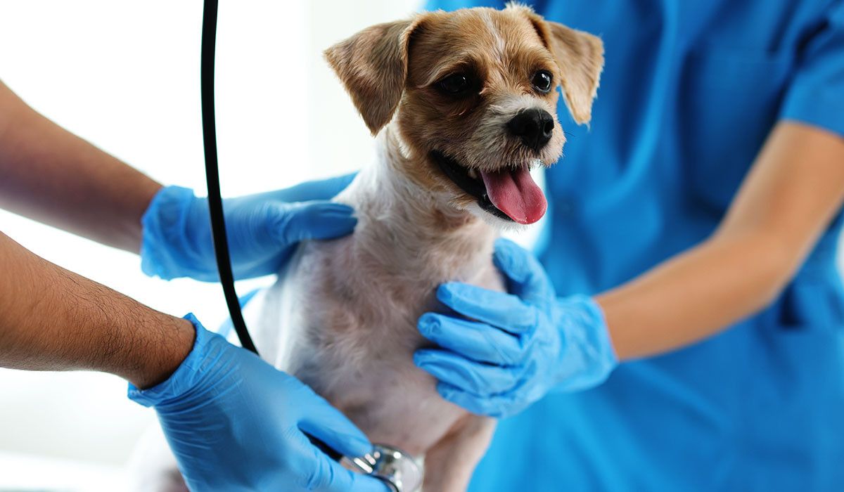 veterinarian-and-assistant-working-on-dog-health
