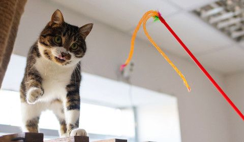 Keep Your Pet Fit and Happy in the New Year