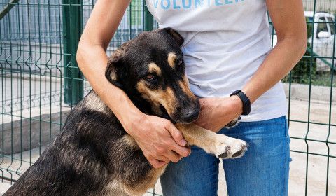 Adopting a Pet: What You Need to Know Before Bringing a New Furry Friend Into Your Home