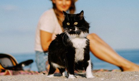 Keeping Pets Safe During Hot and Stormy Season