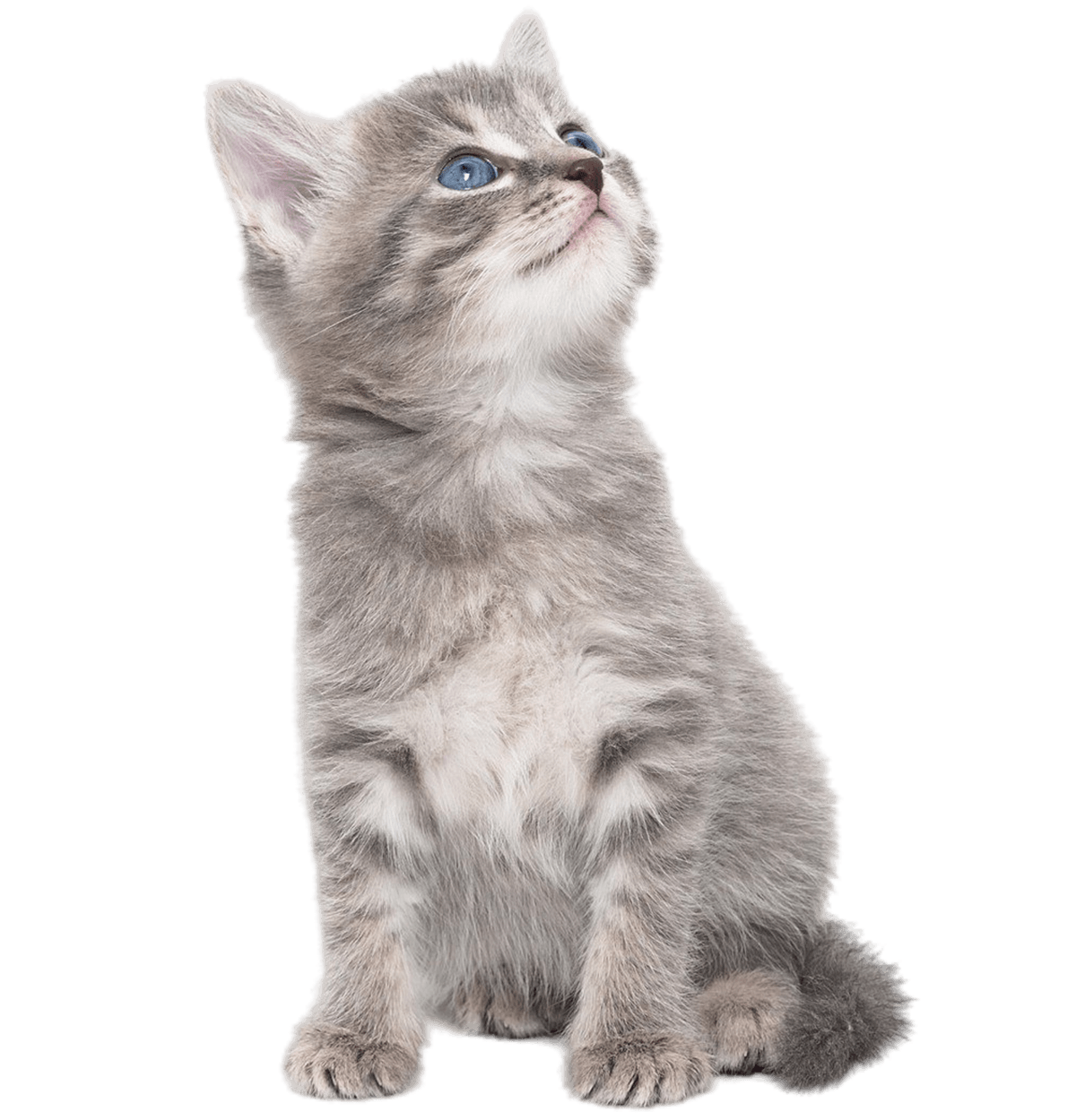 striped purebred kitten sits trasnparent background