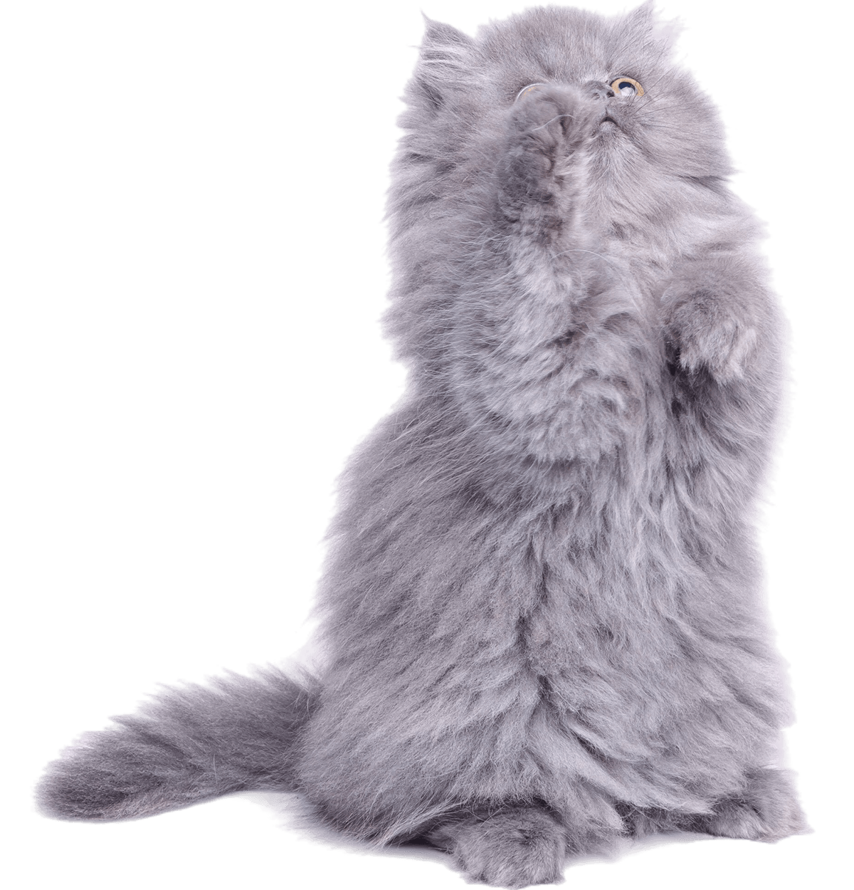 cat sitting against white background.