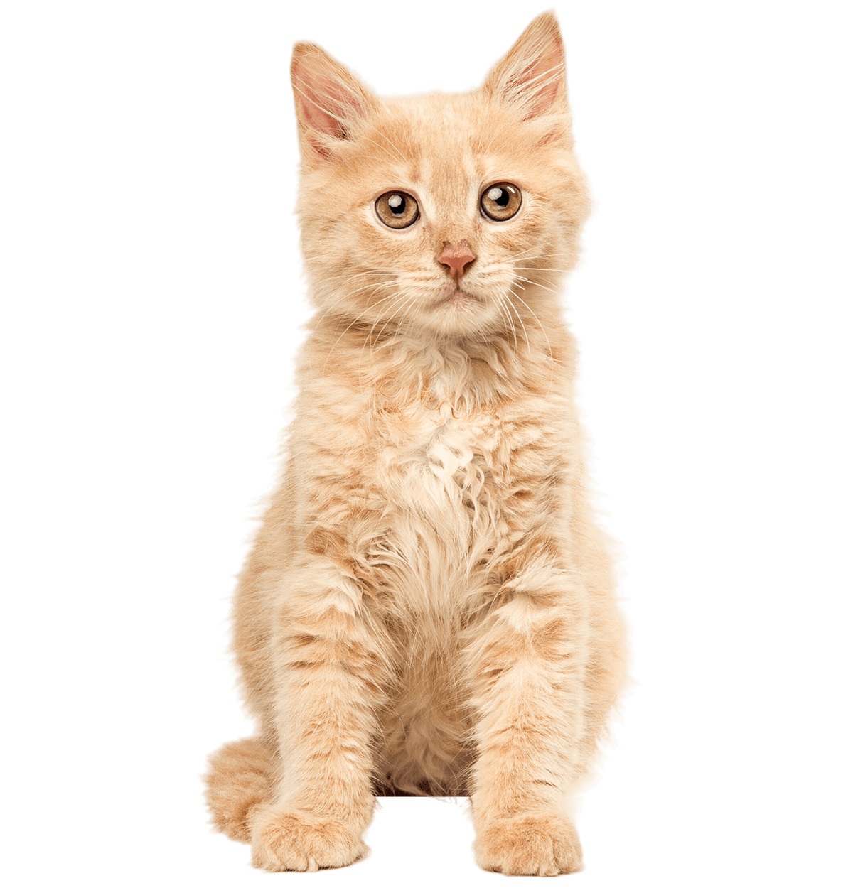 cat white space