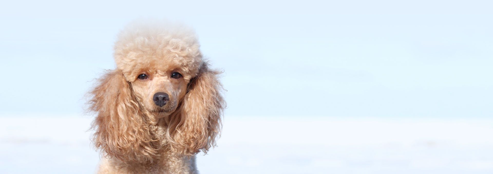 cute dog sky background