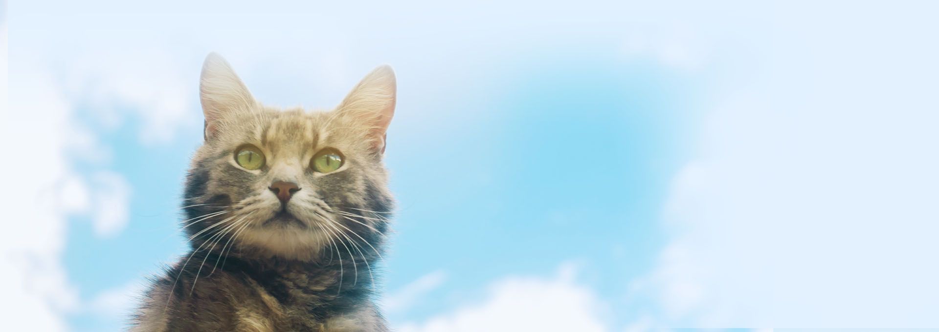 tabby cat with sky