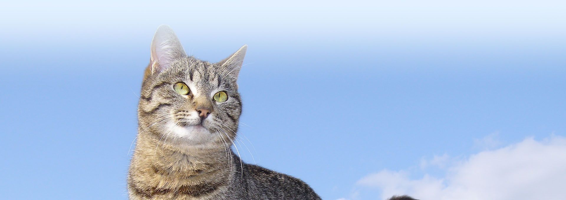 tabby cat sky background