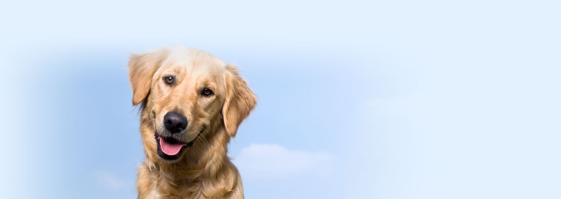 golden retriever dog background sky