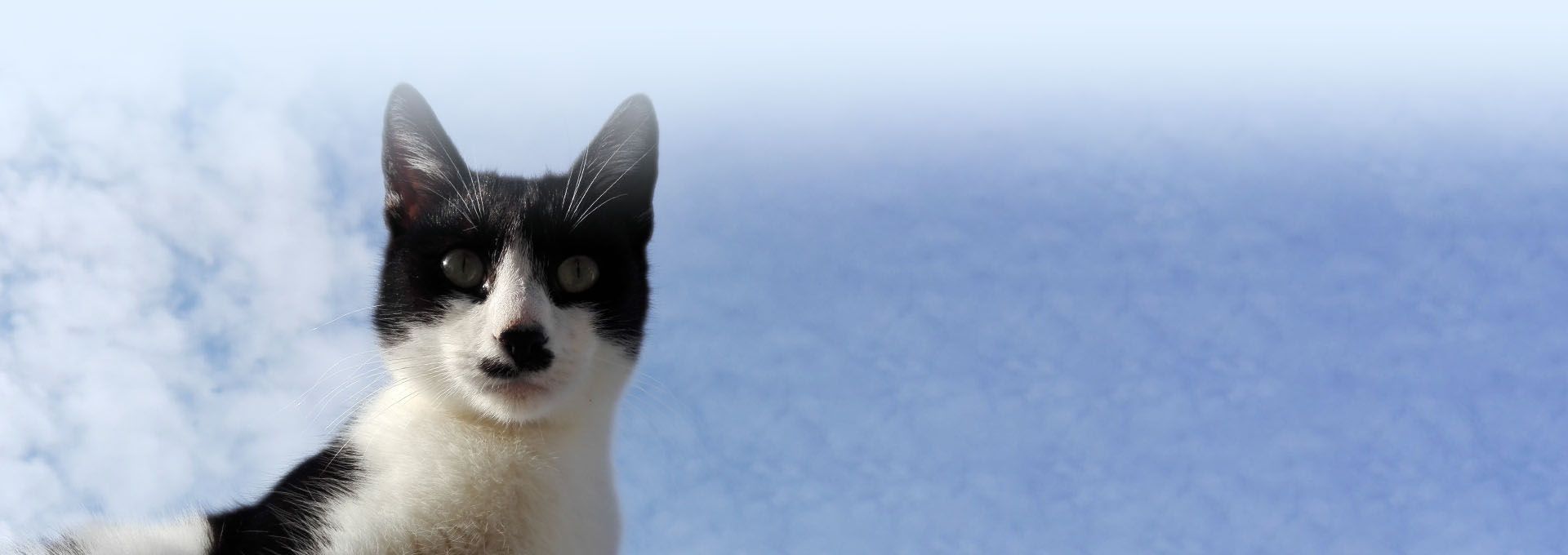 tuxedo cat sky background