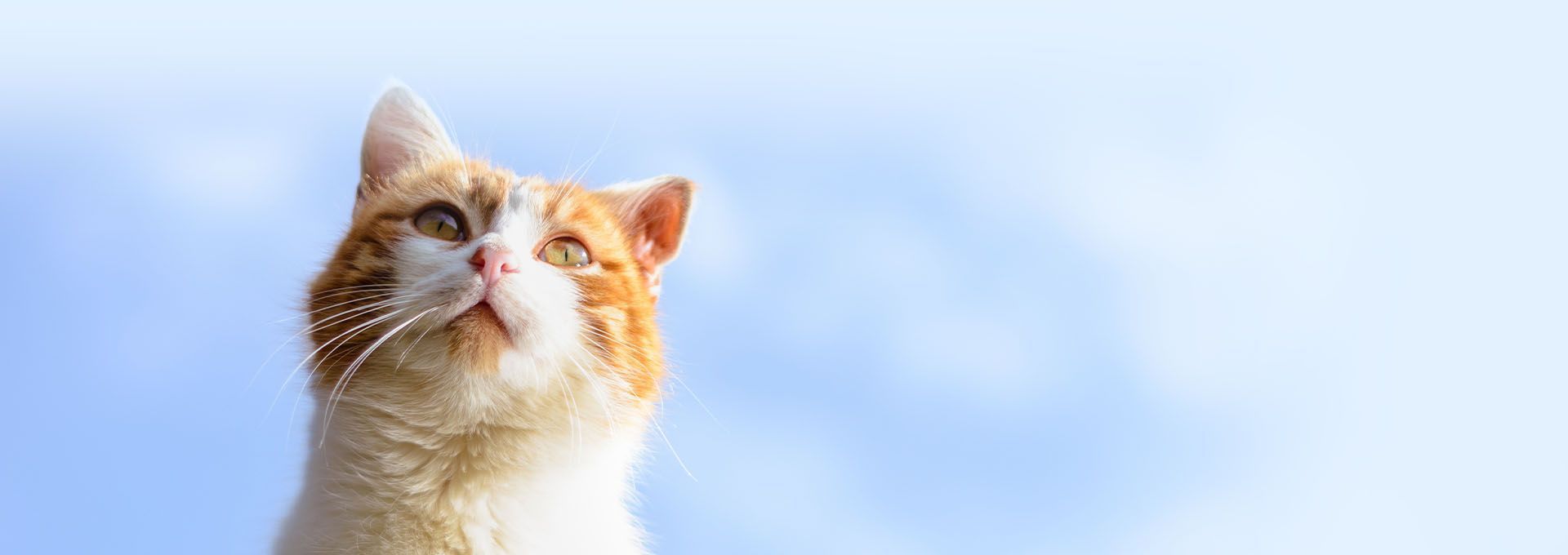 orange kitty background