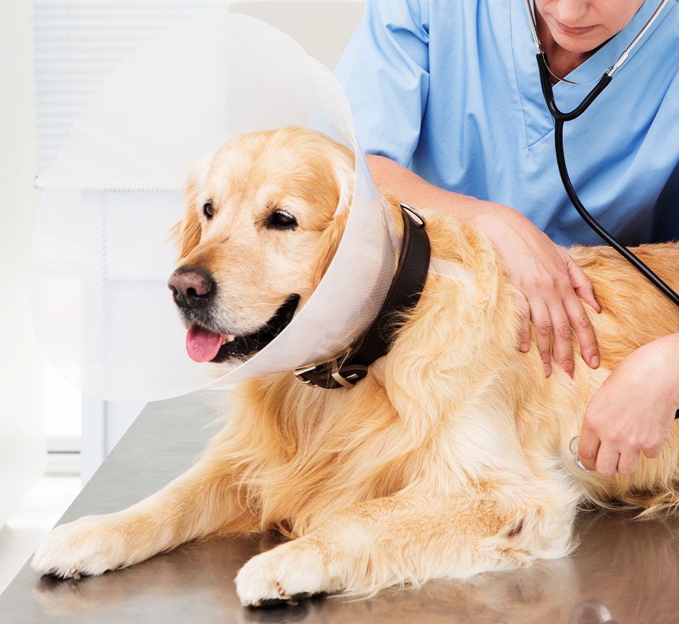 veterinarian examining a cute golden retriever dog