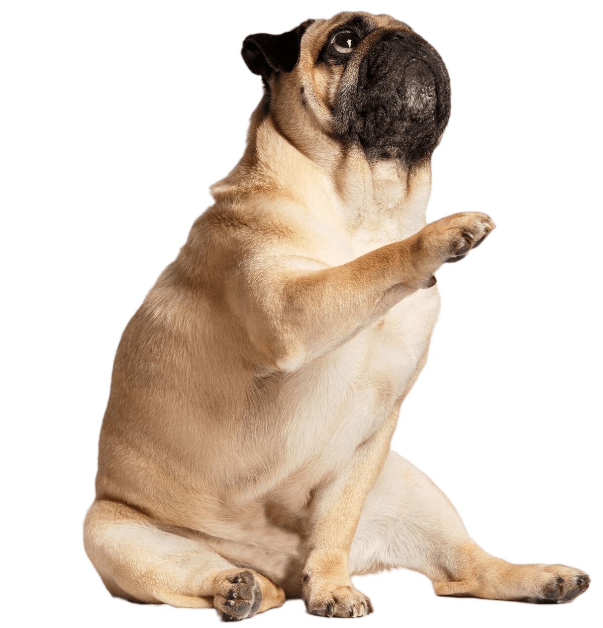 friendly cute pug raised up gives paw white background.