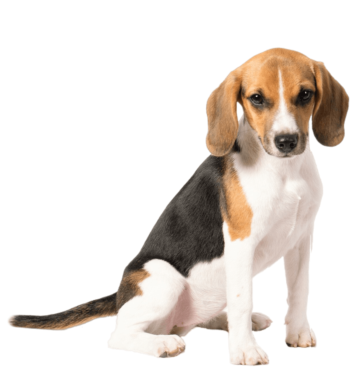 beagle dog white